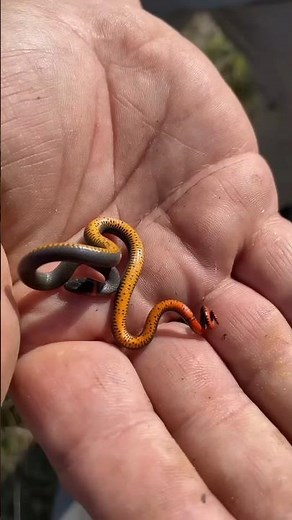 Smallest snakes in the world! #facts #animals #wildlife