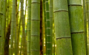 N.J. town wants to fine residents $100 a day for planting bamboo