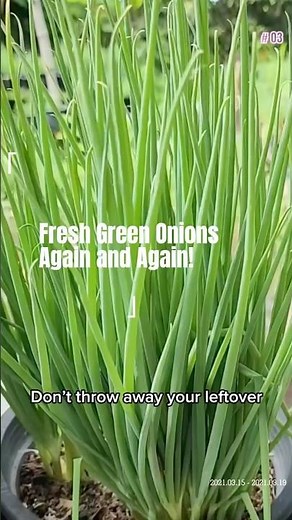 Don’t Throw It Out! Regrow Scallions From Kitchen Scraps