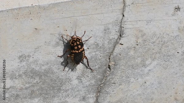 Cockroaches are a paraphyletic group of insects belonging to Blattodea. Its other name roaches. It is a house insects. These are found in almost all the houses.