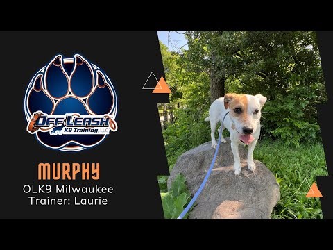 4 Y/O Jack Russell Terrier "Murphy"/Loves to Jump/Milwaukee Dog Trainers