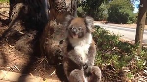 Angry koalas are still cute! #koala #cute | Stunning News