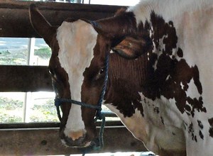 IMAGE GALLLERY: Stratham Fair