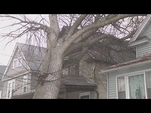 Strong winds causing trees to fall