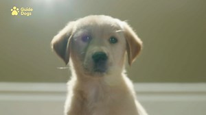 2.3K views · 205 reactions | Open up the world to future generations of life-changing guide dogs by leaving a gift in your Will today and transforming the life of someone living with sight loss. Find out more about our Free Wills service  bit.ly/3rG8JbQ [Video Description: Video shows young Labrador puppy growing up, training to be a Guide Dog and then at home with service user] | Guide Dogs UK | Facebook