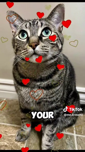 Introducing the Tabby Cat: A Delightful Adventure