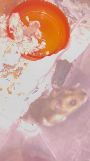 #自家养殖 #仓鼠 #养鼠日常分享 这窝四只小崽子三白一三线全活着呢！两个星期了毛长齐啦，眼儿也睁开了！就走路还不太顺溜！