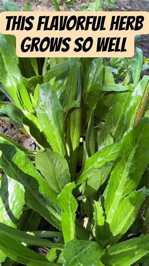 You’ll Never Regret to grow this HERB. Fresh, Flavorful, and Easy! #gardening #culantro #viral