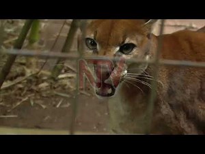 ECOTALK: Uganda’s elusive African Golden Cat faces growing threats