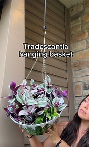 556K views · 9.4K reactions | If you’ve struggled growing...