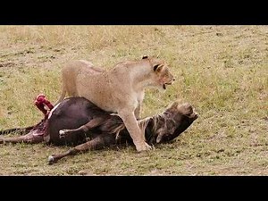 Lion hunt wildebeest real deadly fight | lion attack wildebeest | wildclash4k