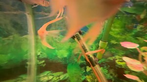 27 reactions · 5 comments | A quick look at some new inventory. | South Shore Tropicals | Facebook