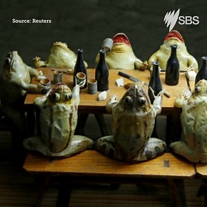 114K views · 297 reactions | Switzerland has a frog museum, which, bizarrely, features taxidermied frogs displaying the everyday activities that humans partook in during the 19th century. Would you pay it a visit? | SBS Australia | Facebook