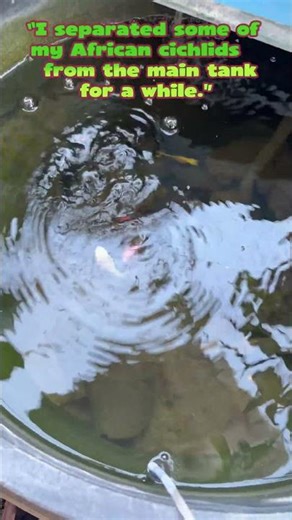 African Cichlid keeper. #africancichlids #cichlid #fishtank #shortsforyou #viral