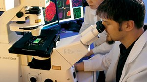 Scientists create functioning intestinal tissue from stem cells