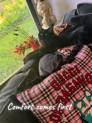 The Gooch found the soft pillows, the window view, and the perfect place to stretch out. This is not a nap. This is a lifestyle. Would you trade places with The Gooch for the day? #TheGooch #CatNap #LuxuryCat #CatLife #FluffyCat #BlackCat #CatsofInstagram