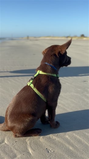 Guinness on Instagram: "The ear flops 🥹"