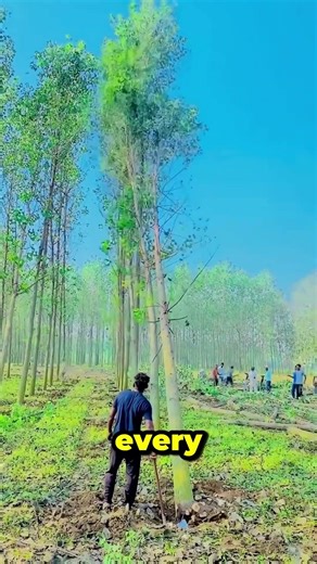 This Tree Hack Changes Everything #shorts #harvest #genius