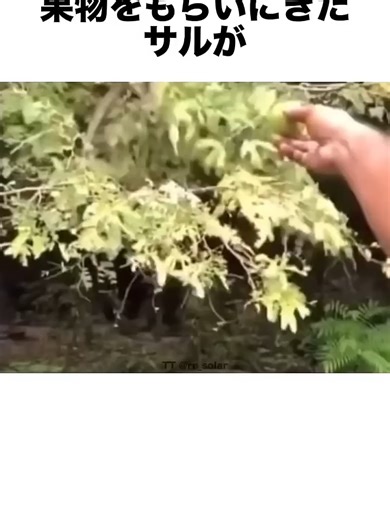 動物の失敗集：愉快な瞬間まとめ