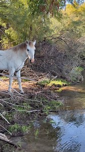 RASCAL ON RECONNAISSANCE Rascal left his 2 mares grazing on eelgrass on the other side of the Salt River, while he crossed the river and exited it near us. He then took a leisurely stroll up the path, stopping to smell every stud pile along the way. Once he had a good idea of who had been in the area, he returned to the river and his mares—but first he had to check out who was upriver, and then grab some eelgrass to go. November in Arizona | SW Goudge Photography