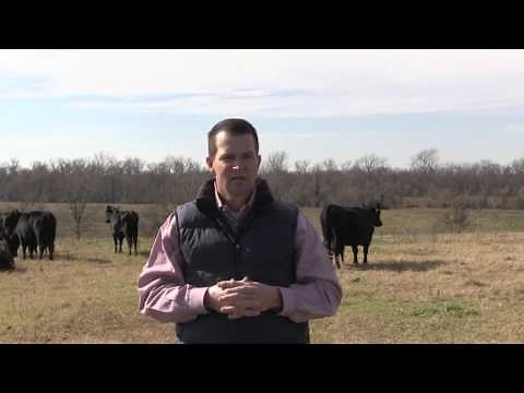 Introduction to Basic Beef Cattle Production