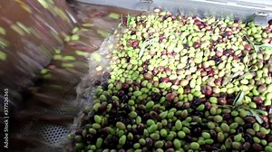 Cleaning olives with fresh water during extra virgin olive oil production process in olive oil mill in the outskirts of Athens in Attica, Greece.