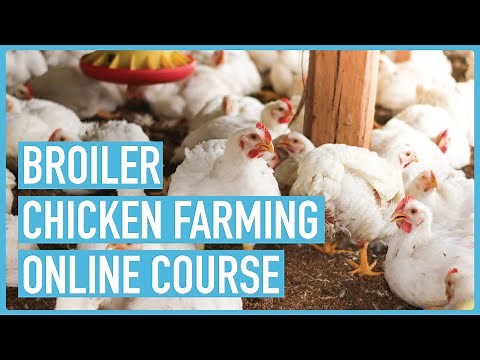 Secrets to Successful Broilers Farming - Course Introduction and Outline
