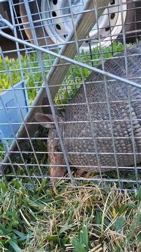 During an inspection in Dallas, Mat discovered a large armadillo burrow on a customer’s property. After setting a humane trap, our team safely captured this big buddy and relocated him to a safe, natural environment far from the home. At Critter Stop, we focus on humane wildlife control that protects both families and animals — keeping Dallas homes safe and nature in balance. 🏡🌿 📍 #DallasTX #ArmadilloRemoval #WildlifeControl #CritterStop #HumaneRemoval #PestControl #DFWPestControl #TexasHomes