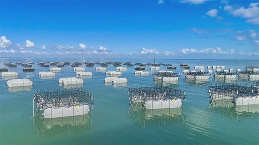 Coastal Bend oyster farms conserving the environment, one oyster at a time