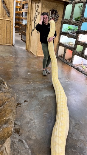 This albino python is so heavy the keeper can barely hold on