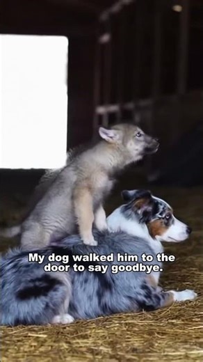 My Dog Found a Wolf Hiding in a Tire…