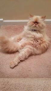 22K views · 842 reactions | Moi le matin, quand je cherche ma motivation #Météo | Nice-Matin | Facebook