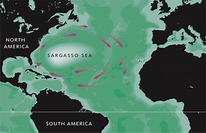 What Is The Sargasso Sea And How Does It Form? » Let's Talk Geography