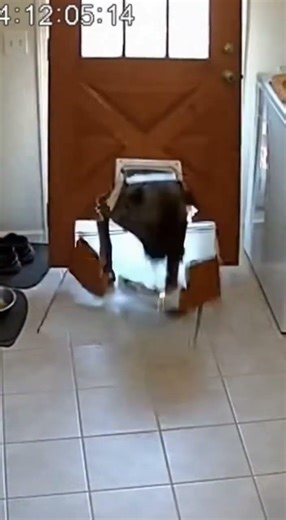 Day 17.1 – Dog Realizes He’s Too Big… And Chooses Violence 😭🐕 #shorts