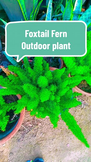 foxtail fern outdoor plant #foxtail #fern #outdoorplants #plant