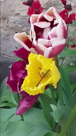 Tulips. #garden #gardening