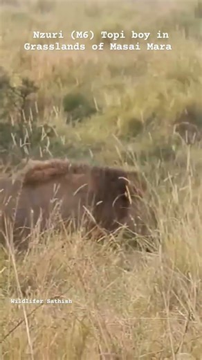 Nzuri (M6), The Topi boy on move in Grasslands of Masai Mara. The powerful brothers of Topi pride
