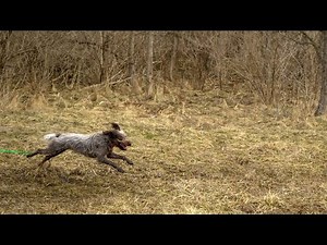 Wirehaired Pointing Griffons: Understanding Prey Drive