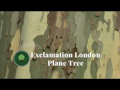 Exclamation London Plane Tree