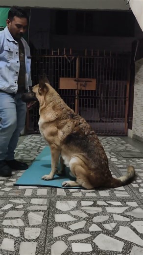 other german Shepherd vs Bruno 😉 #germanshepherd #shorts #dogtraining