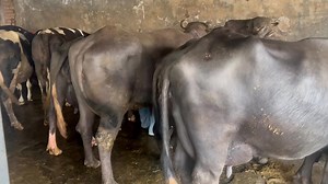 14K views · 275 reactions | Gopi one de joti 4teeth Mother milk 13++ ਪਰ ਧੀ ਦਾ ਦੁੱਧ ਪਹਿਲੇ ਸੂਏ 16.249kg kawaljit gill 9646858071 Emty time 6:05pm milk8.258kg 9876096468 1st 6:05am Milk 8.072kg 2nd. 6:07pm. Milk 7.692kg Fat7.5% 3rd. 6:10am Milk 8.610kg Total average milk 24 Hours 16.249kg | Gopi One Murrha Bull | Facebook