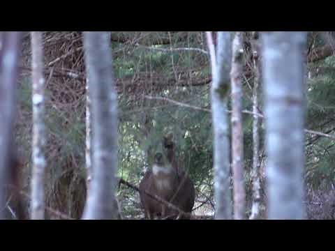 Calling Sitka Blacktail in Rut, Southeast Alaska.