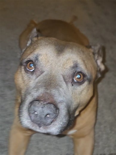 my lil old man 🐾 #dogsoftiktok #trendingnow #dogsoftiktokviral #pitbullsoftiktok #pitbull