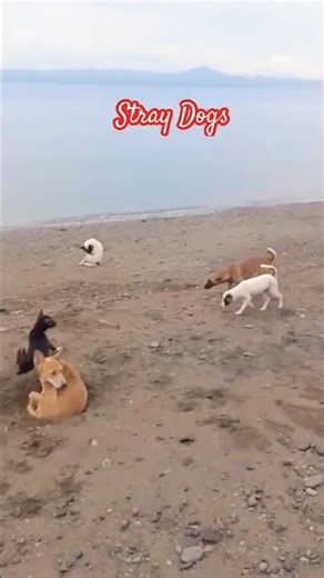 Dog pack They Come Here Every Day... But No One Knows Why Stray Dogs