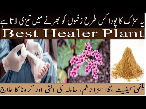 Zakhm-e-Hayat Benefits | Bergenia Ciliata Uses | Bafqarosha ki Hikmat