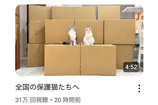 YouTube『もちまる日記』が保護猫団体へ物資支援を報告するも、過去の“虐待疑惑”に集まる皮肉 | 週刊女性PRIME