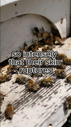 Why Some Bees Literally Explode