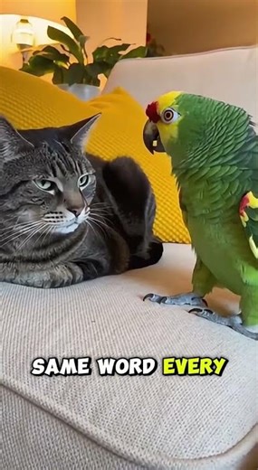 🐦 Wild Bird Meme Alert! 😂 Don’t Miss This Crazy Clip | #Shorts