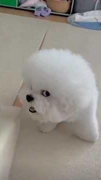 A collection of adorable pets… baffling behaviors of animals, hilarious and endearing creatures.