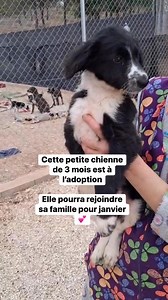 ** RÉSERVÉE ** Cette petite chienne adorable à 3 mois. Elle est joueuse et câline. Elle sera de taille moyenne une fois adulte ! Elle attend sa famille pour janvier ! Contactez Association Terrenito France : adoptions en France et en Suisse #Terrenito #adoptionresponsable #dogsfromthestreet #adoptdontshop #dogs #dogofinstagram #chiotmignon | Association Terrenito France : adoptions en France et en Suisse
